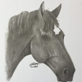 Irish Sports Horse Portrait